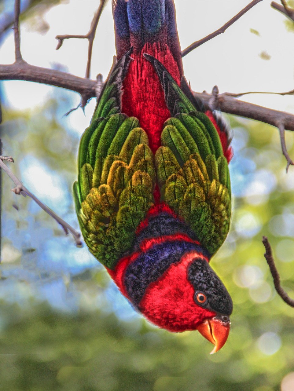 Playful Lory, photograph (2014), $100