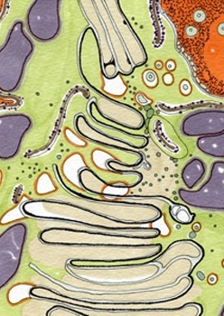 4. Interdigitations, pen on paper, 6"x6" (2008)