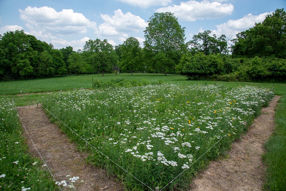 wildflower garden
