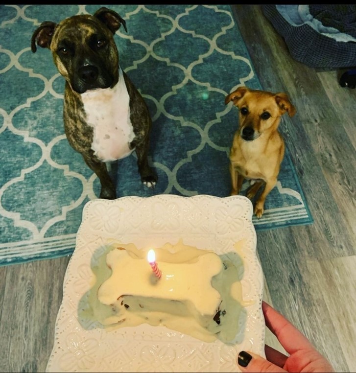 two sitting dogs on rug