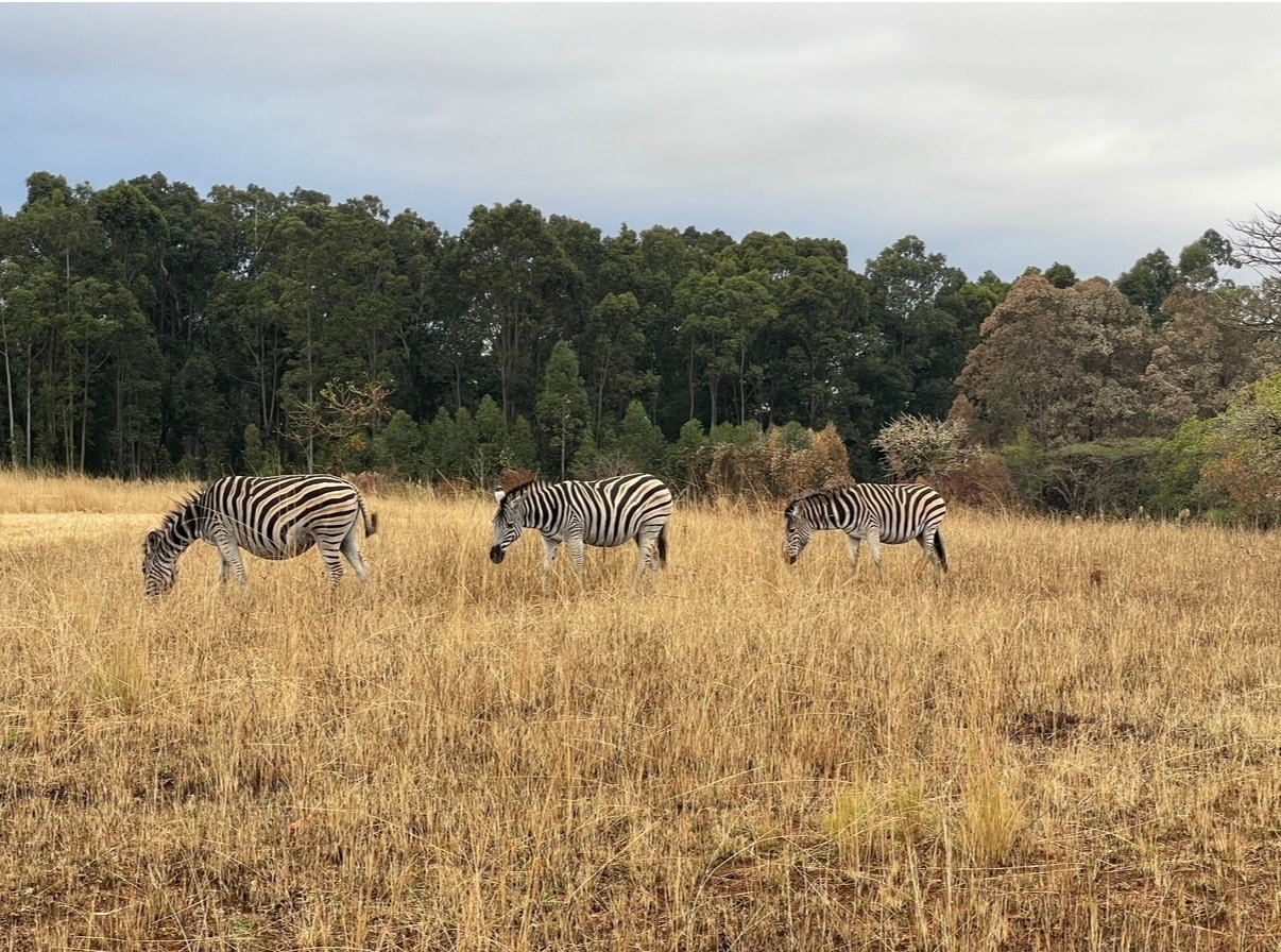 three zebras in field