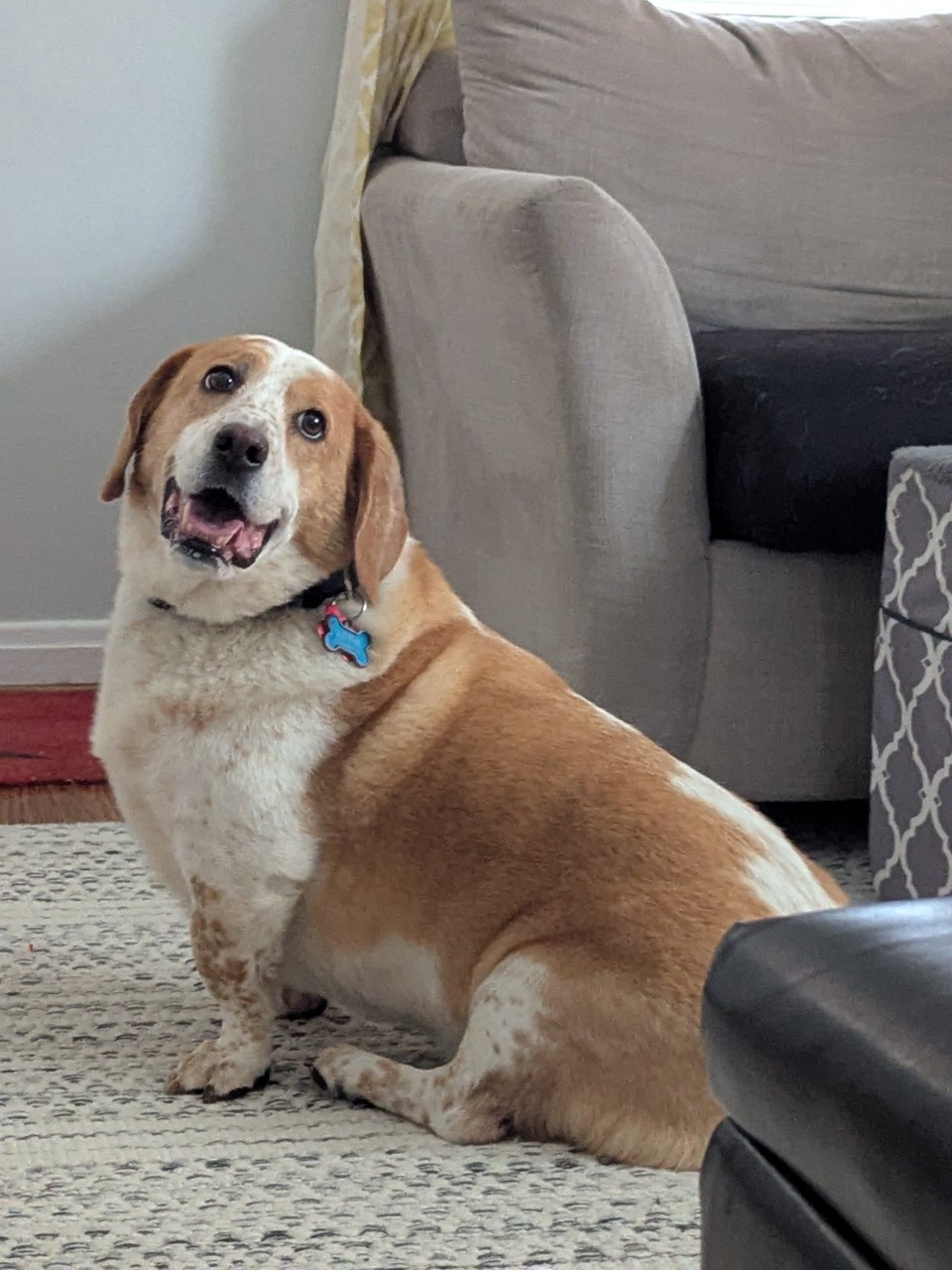 dog on living room floor